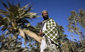 Cannabis is an illegal crop