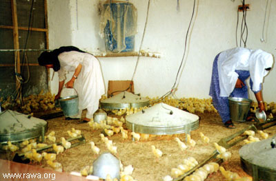 Women working in a chicken farm of RAWA.