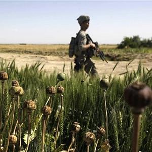 Afghanistan poppy field