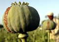 Afghan opium poppy yield hits all-time high