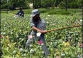 Police collecting opium tax in Uruzgan