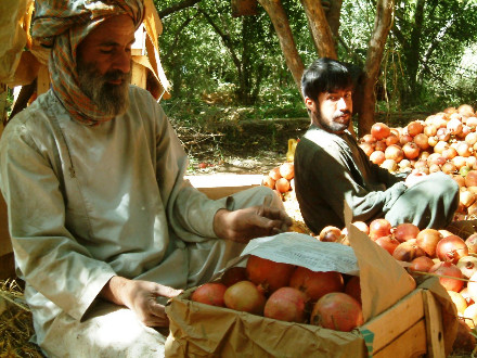 Pomegranate farmers in troubled kandahar
