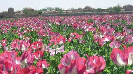 Poppy field in Afghanistan
