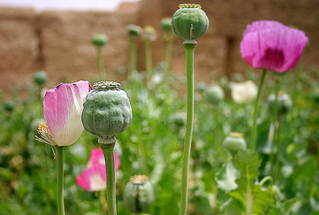 Opium poppy field in Takhar province