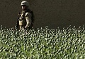Drug trade menaces Afghanistan despite progress: U.S.