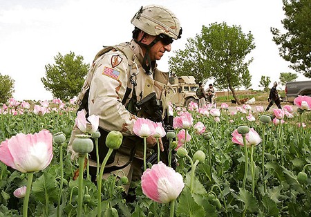 US troops in an opium field