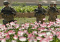Afghan Opium Production 40 Times Higher Since US-NATO Invasion